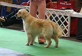 Golden retriever szukák