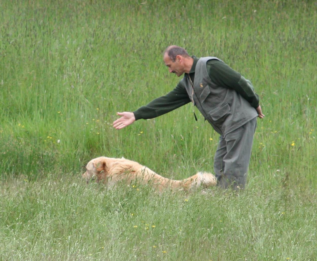 Golden retriever