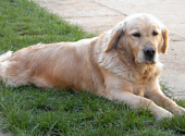 Golden retriever