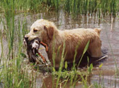 Golden retriever