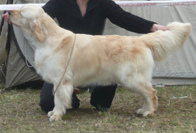 Golden retriever szukák