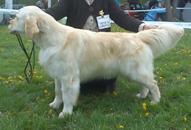 Golden retriever szukák