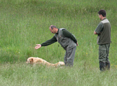 Golden retriever