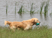 Golden retriever