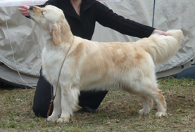 Golden retriever szukák