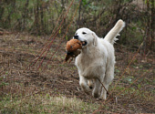 Golden retriever