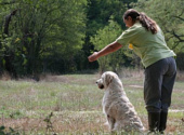 Golden retriever