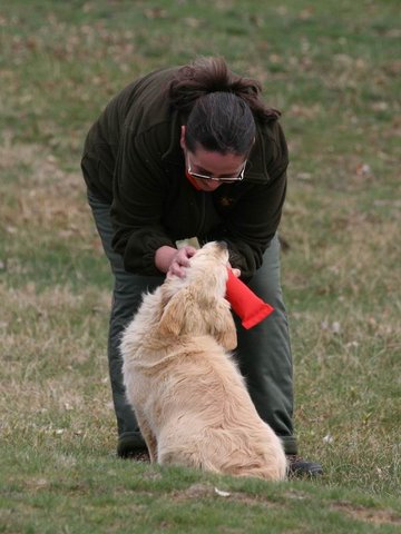 Golden retriever