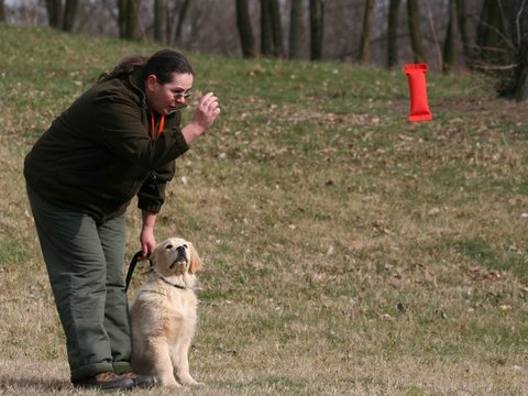 Golden retriever