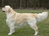 Golden retriever