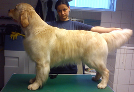 Golden retriever szukák