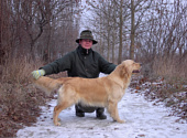 Golden retriever