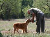 Golden retriever