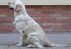 Golden retriever szukák