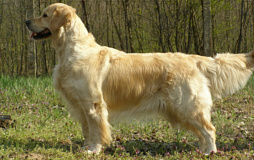 Golden retriever