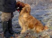 Golden retriever