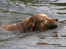 Golden retriever