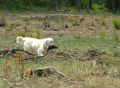 Golden retriever