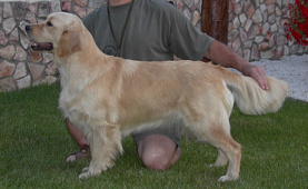 golden retriever