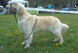 Golden retriever szukák