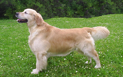 Golden retriever