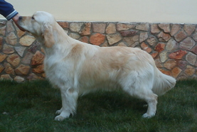 Golden retriever szukák