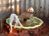 Golden retriever