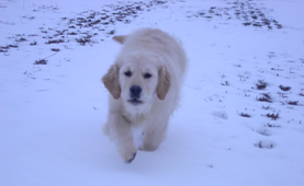 Golden retriever szukák