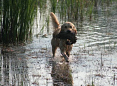 Golden retriever