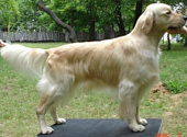 Golden retriever