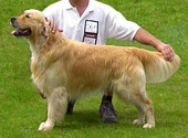 Golden retriever