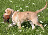 Golden retriever