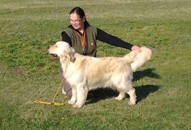 Golden retriever szukák