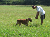 Golden retriever