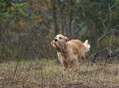 Golden retriever