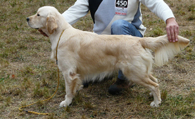 Golden retriever