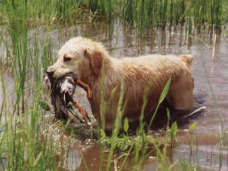 Golden retriever