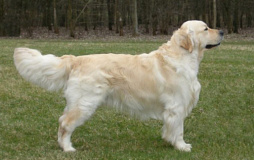 Golden retriever