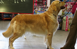 Golden retriever