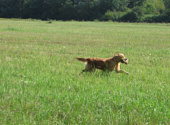 Golden retriever