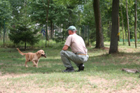 Golden retriever tábor