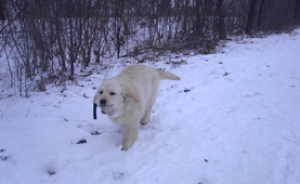 Golden retriever szukák