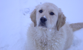 Golden retriever szukák