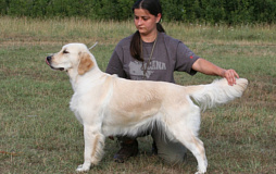 Golden retriever