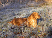 Golden retriever