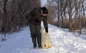 Golden retriever szukák