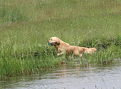 Golden retriever