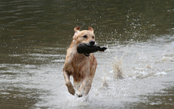 Golden retriever