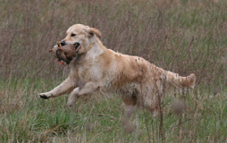 Golden retriever