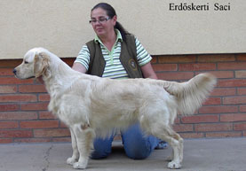 Golden retriever szukák